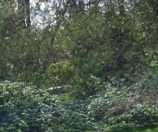 A woodland view with a log seat.