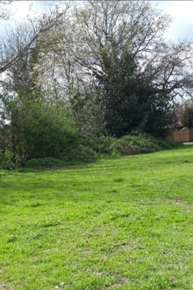 Woodland view from the bench