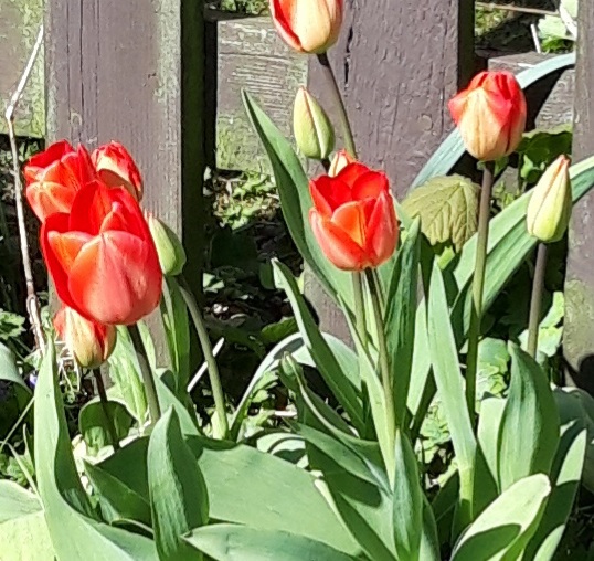 Red Tulips