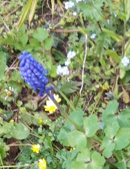 Blue grape hyacinths