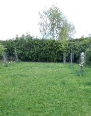 Green space with fruit trees