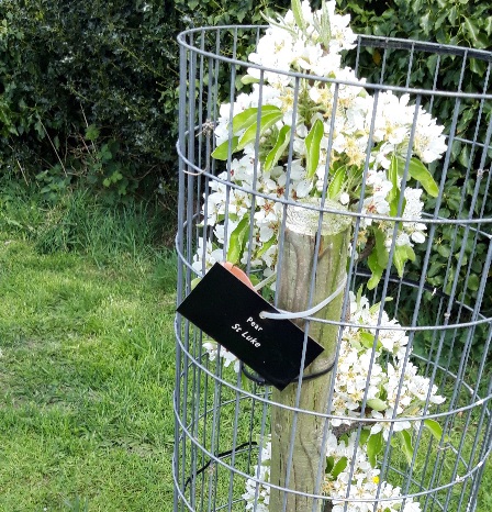 Pear tree