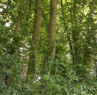 Trees in woodland