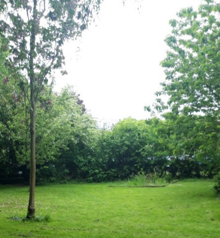 Green clearing with trees