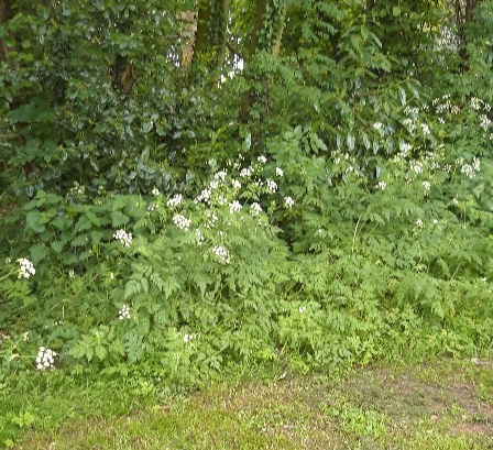 A footpath leading through woods