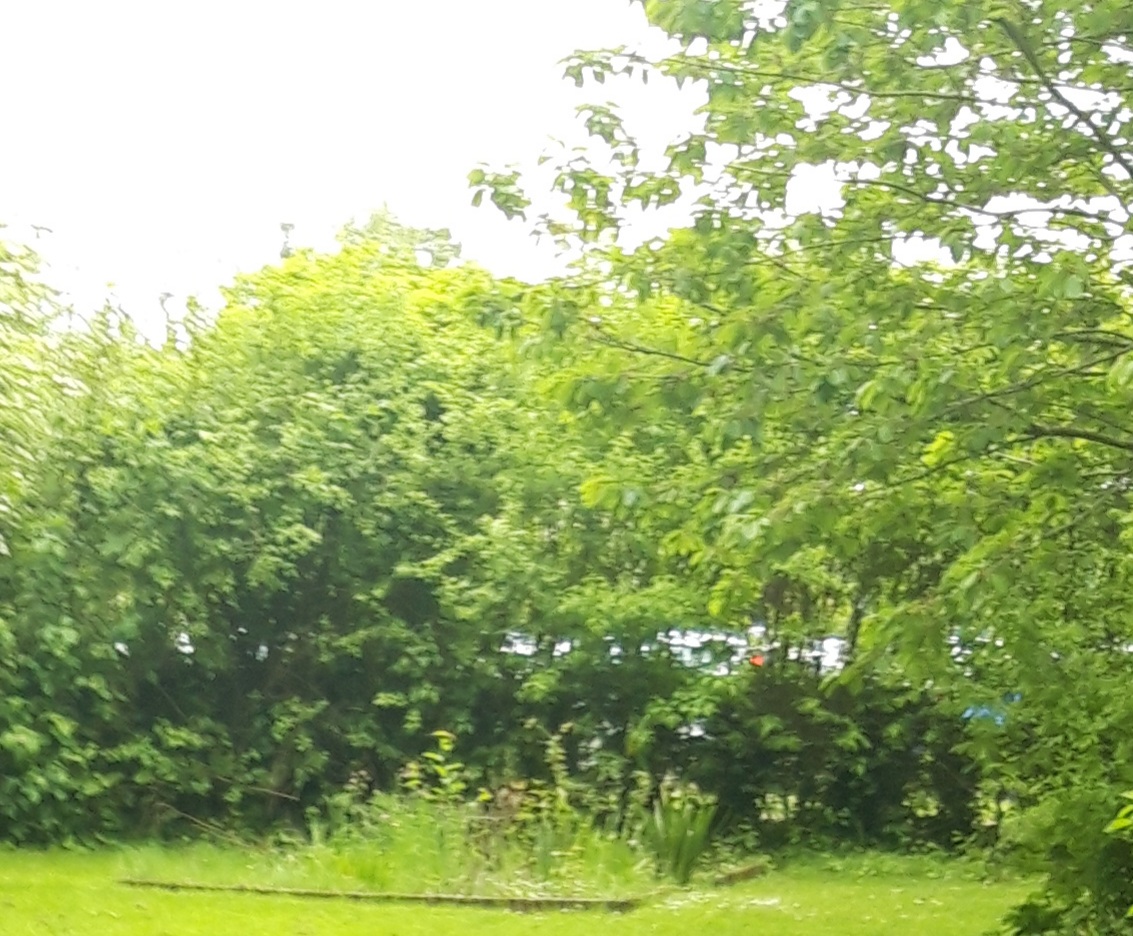 Green Space with pond