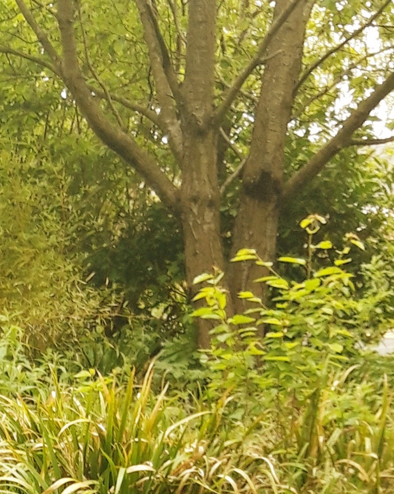 Trees in the woods