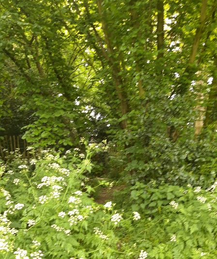 A woodland in spring
