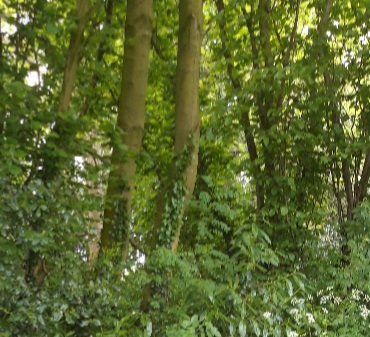 A woodland with foot path