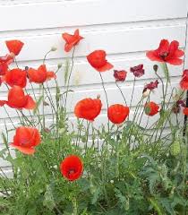 Red poppies growing near garage