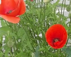 Two Red Poppies