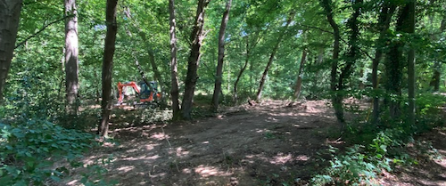 A stretch of woodland stripped of ground cover.
