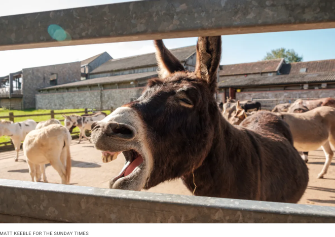 Donkey sanctuary