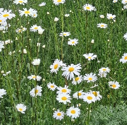 Ox eye daisies