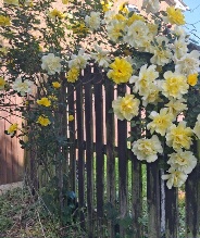 Yellow roses