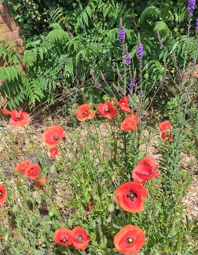Red Poppies and ferns