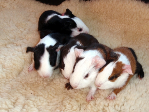 Baby guinea-pigs