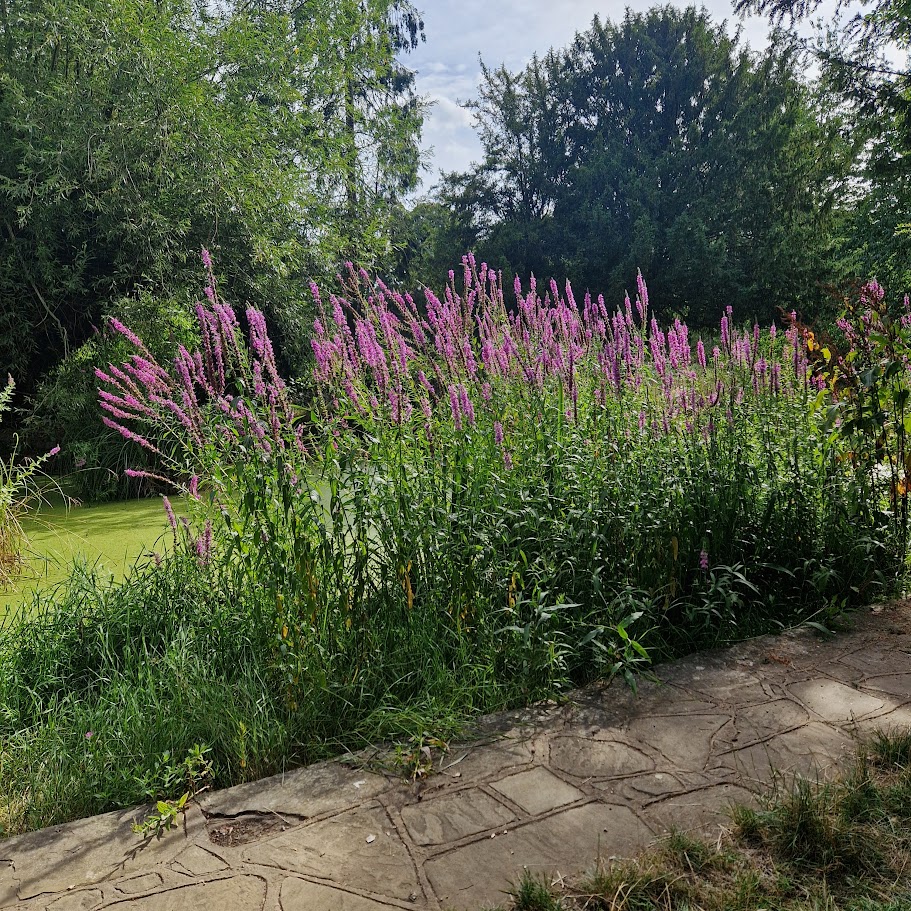 Flowers surrounded by trees.