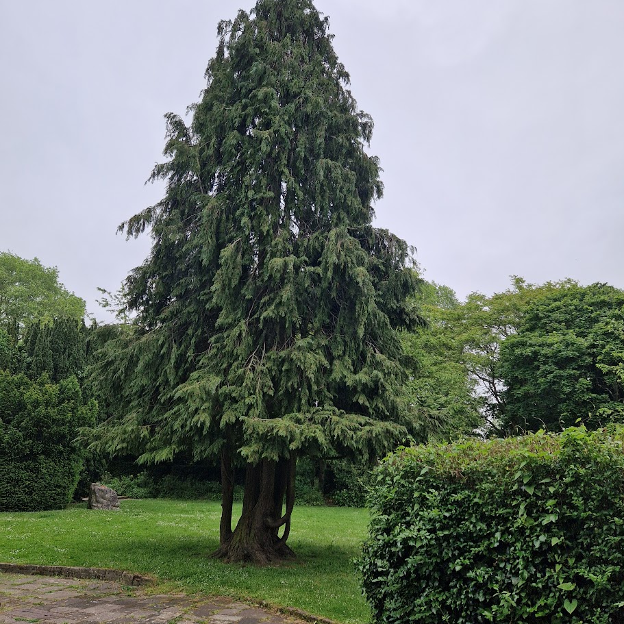 Large tree in a local park.