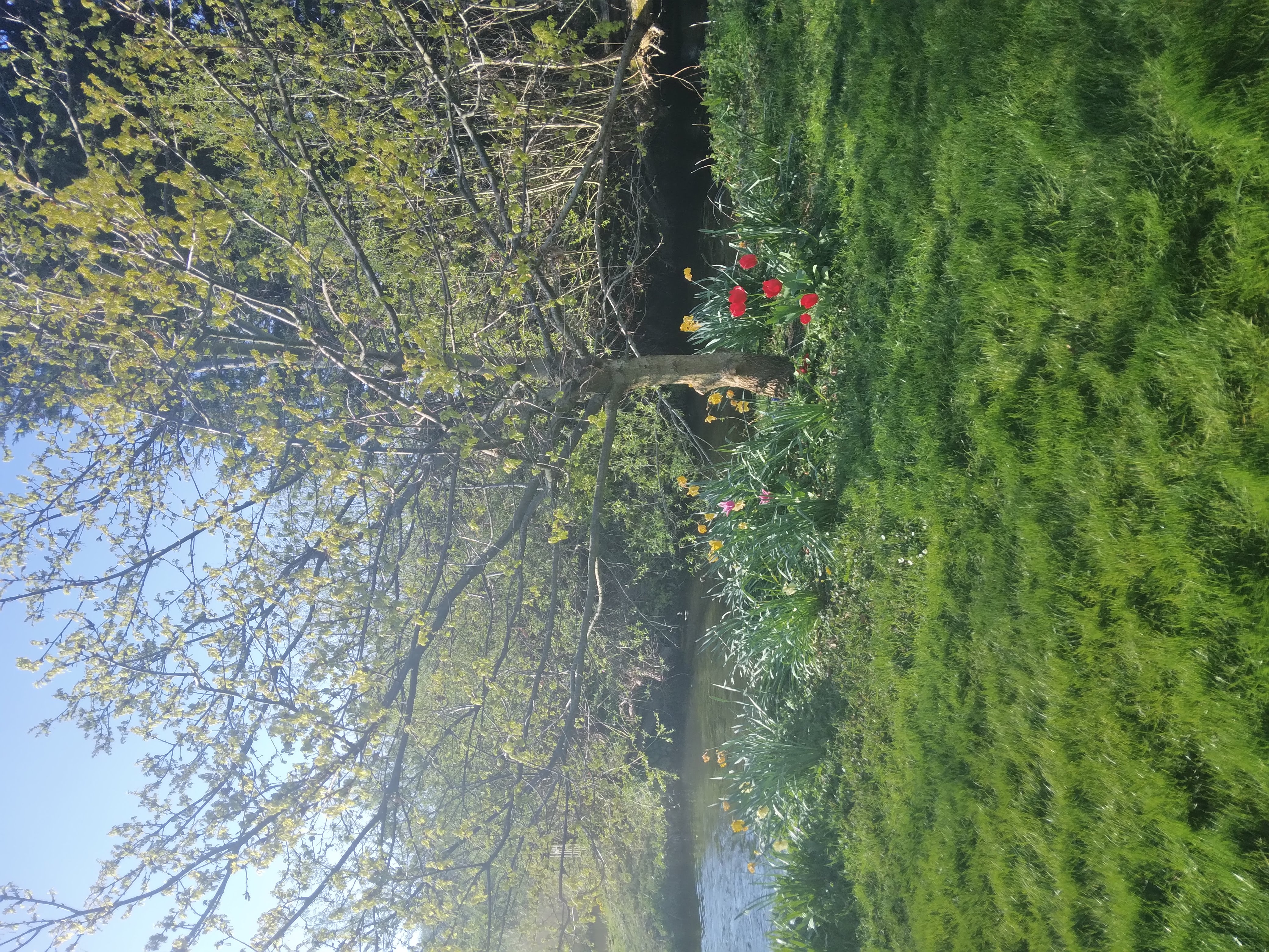 Riverside, tree by the river, greenery,