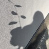 shadow of a young lady holding small branch of a birch