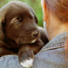 Puppy looking over Diana's shoulder